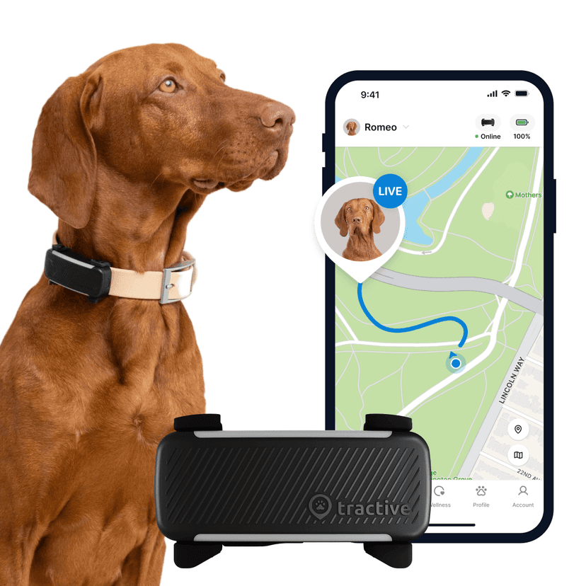 Tractive GPS Dog Tracker product image